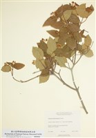 藏品(絨莢迷)的圖片